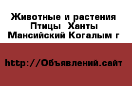 Животные и растения Птицы. Ханты-Мансийский,Когалым г.